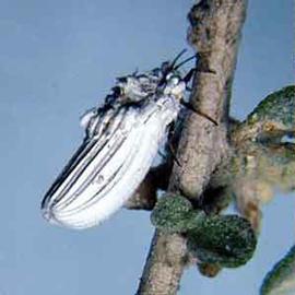  Ortheziidae:  Orthezia annae  in situ 
 Photo by Ray Gill 